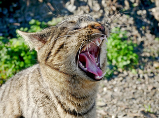 Wild cat yawning: detail of the mouth.