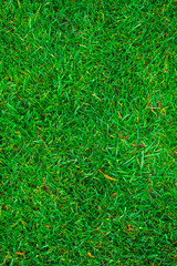 texture of green grass on the whole frame