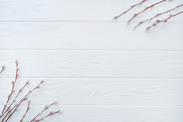 Pussy willow frame. Spring willow branches on white wooden background. Flat lay, top view with copy space.  © Anna