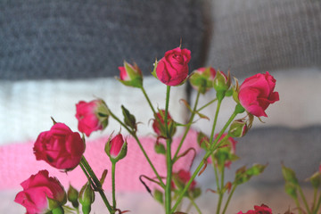 Fototapeta na wymiar The branch of pink roses. Beautiful pink flowers.