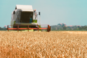 Combine harvester machine harvesting ripe wheat crops