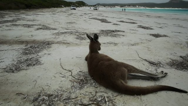 kangaroo lying on pristine and white sand of Lucky Bay in Cape Le Grand National Park, near Esperance in Western Australia. On background a 4WD runs one of the most beautiful Australian beaches.