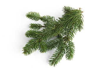 twig of fir on a white background