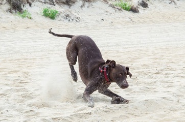 German shorthaired pointer playing on the beach.