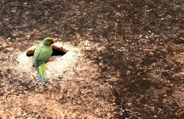Colorful parrot on textured backround