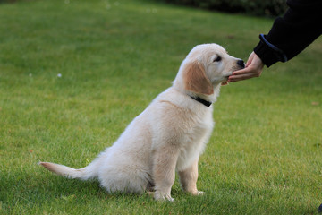 cucciolo di Golden Retriever