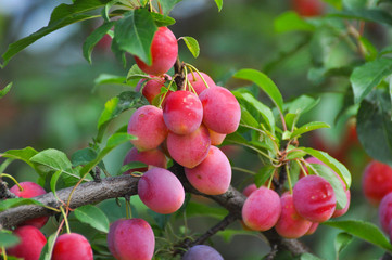 Ripe plums on branch. Plum plantation with a ripe plums on tree