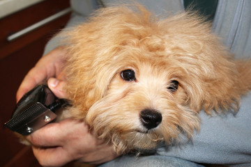 Head of a small poodle anticipating the dog haircut