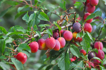 Ripe plums on branch. Plum plantation with a ripe plums on tree