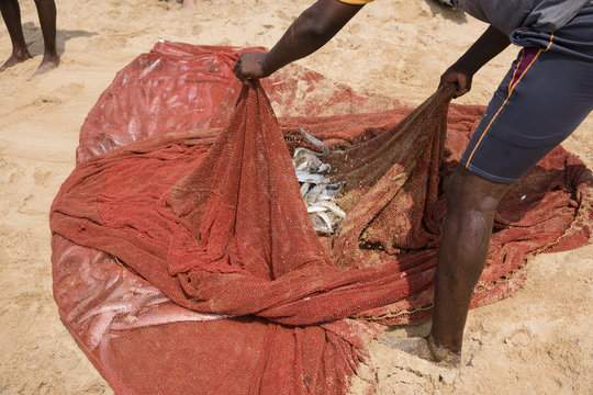 Negombo, Sri Lanka. Fishermen on the beach sorting manually caught fish.