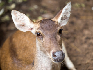 Naklejka na ściany i meble Closeup head shot of a whitetail deer