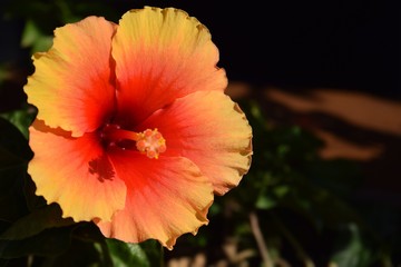 Orange Chinese rose,hibiscus flower
