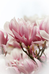Beautiful Flourishing Pink White Magnolia Blossom
