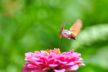Hummingbird Hawk Moth (Macroglossum stellatarum) sucking nectar from wildflower. Hummingbird hovering over pink flowers