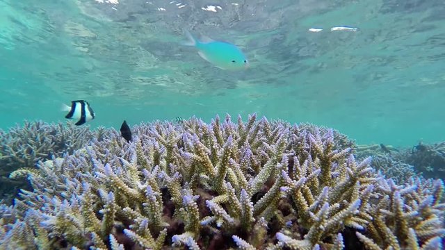 Maldives young whitetail dascyllus fishes swimming over tropical corals