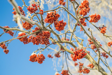 mountain ash in winter on sky background