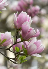 Afwasbaar Fotobehang Magnolia Mooie Bloeiende Roze Witte Magnolia Boomtakken