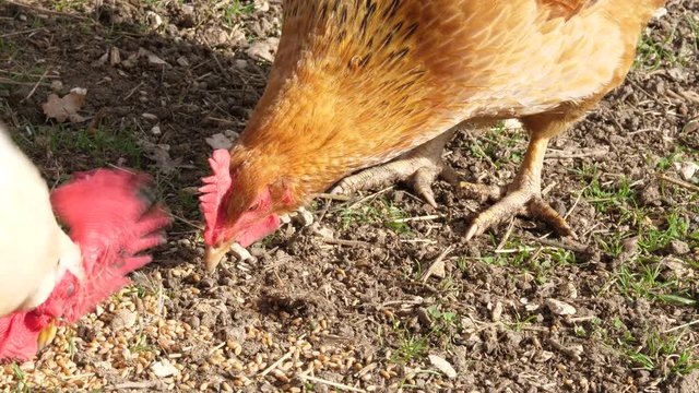 Free range chickens pecking at the ground
