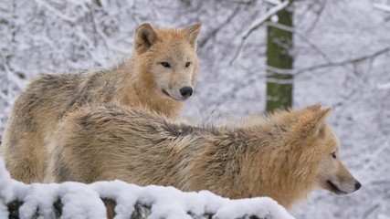 Arctic wolf in winter