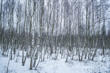 Fototapeta premium Las brzozowy
