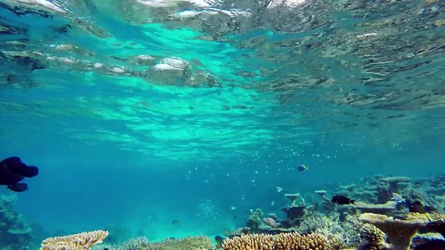 Maldives surgeonfish shoaling is foraging at the coral reef