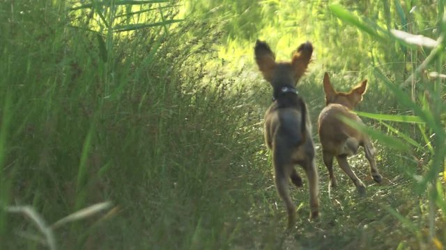 Toy Terriers runs over grass in slow motion 180fps. Dogs run together for the mistress. In the picture are visible female feet.
