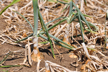 Ripe onion growing in the garden. Organic onion plantation in the vegetable garden agriculture