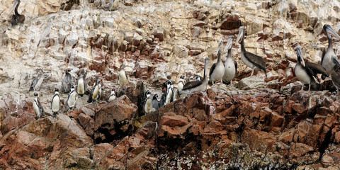 Peru, South Coast, Islas Ballestas near Paracas National Park, although grandiosely nickname the 