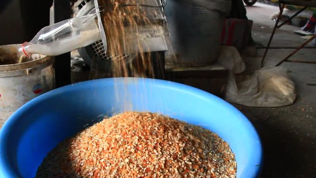 The machine is grinding corn