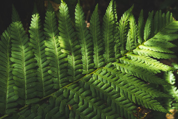 close up fern leaf in morning forest with center from top view background