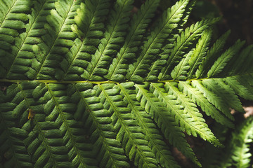close up fern leaf in morning forest with center from top view background