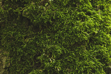 Fototapeta premium moss on a tree in the forest, close up background texture