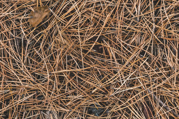 pine needles in the picture as a background top view