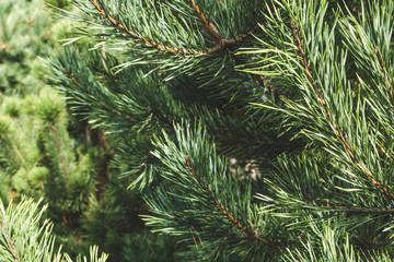 Branch of a coniferous tree green pine needles background texture