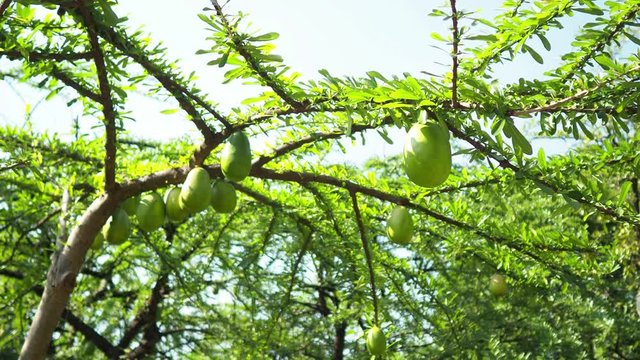 Crescentia alata fruits.