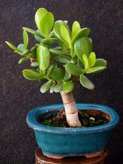 jade flower in small bonsai