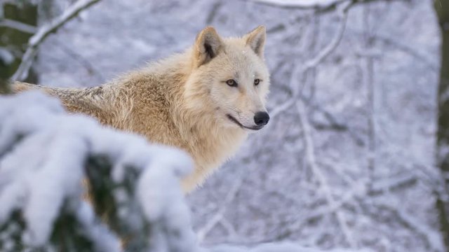 Arctic wolf in winter