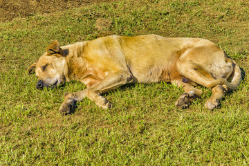 Dog Slepping at Grass