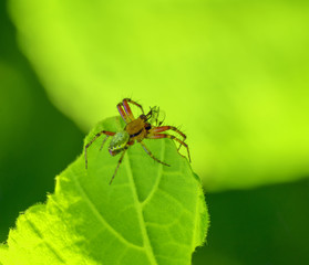 cucumber green spider on green leaf