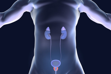 Prostate gland highlighted inside male body, 3D illustration
