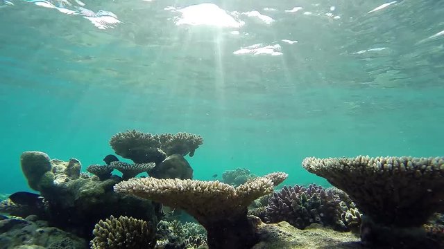 Maldives fishes swimming over tropical corals