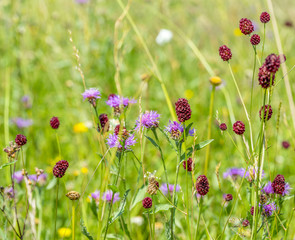 wildflowers at summer time