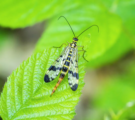 scorpionfly on green leaf