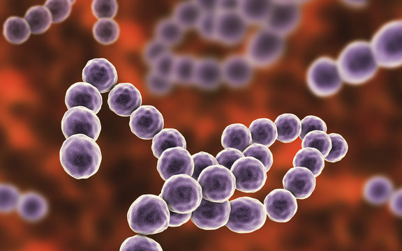 Bacteria Peptostreptococcus, anaerobic Gram-positive cocci, they are part of human microbiome in intestine and also cause inflammations of different location, 3D illustration