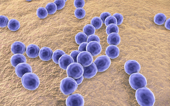 Bacteria Peptostreptococcus, Anaerobic Gram-positive Cocci, They Are Part Of Human Microbiome In Intestine And Also Cause Inflammations Of Different Location, 3D Illustration