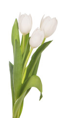 White tulips on white background