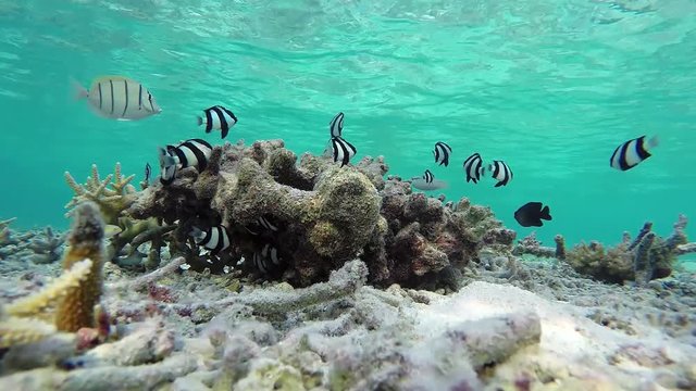 Maldives young whitetail dascyllus fishes swimming secured from hunter at a coral in the sand