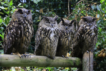 Uhu Familie sitzt auf Baumstamm, Bubo bubo