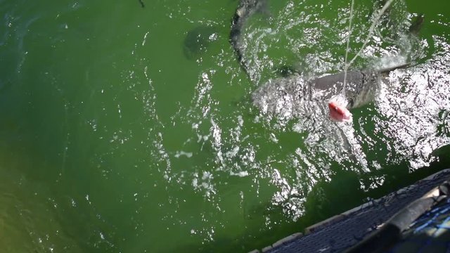 Shark feeding at aquarium. A big shark with an open mouth is eating. Denham, in the Shark Bay, on coral coast, Western Australia.