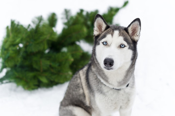 Happy Siberian husky dog outdoors on winter day
